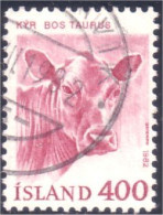 496 Iceland Vache Cow Veau Calf (ISL-241) - Ferme