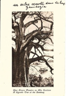 Zambie. Un Arbre Monstre Dans Le Haut Zambèze. - Zambia