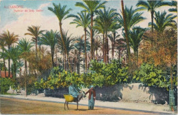 ** T2 Alexandria, Palmier De Sidy Gaber / Palm Tree - Unclassified