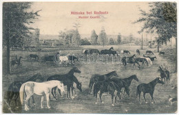 T4 1906 Mitocu Dragomirnei, Mittoka Bei Radautz (Bukovina, Bukowina, Bucovina); Mutter Gestüt / Stud Farm (r) - Unclassified