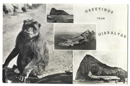 Gibraltar - Greeting From Gibraltar - Gibraltar