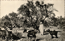 MAROC - AGADIR - Chèvres Dans Les Arganiers - Agadir