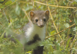 CARTOLINA  C3 ABRUZZO-FAUNA RISERVA NATURALE REGIONALE-FAINA (MARTES FOINA)-VIVE NEL SOTTOBOSCO-VIAGGIATA 1990 - Sonstige & Ohne Zuordnung