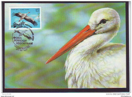 SSSR, CARTE MAXIMUM - BIRDS-Ciconia Ciconia # - Aves Gruiformes (Grullas)