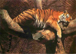 Animaux - Fauves - Tigre - Tiger - Photographie De Hugo Vitamvas - CPM - Carte Neuve - Voir Scans Recto-Verso - Tigri