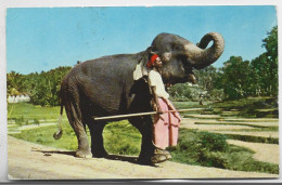 CEYLON CARD ELEPHANT 1966 COLOMBO + UNESCO TO NORWAY OSLO - Sri Lanka (Ceylon) (1948-...)