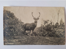 Cerf Dans La Foret , Carte Photo  Kv Budapest - Autres & Non Classés