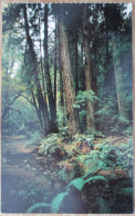 USA UNITED STATES CALIFORNIA SAN FRANCISCO MUIR WOODS MARIN COUNTY ANSICHTSKARTE CARTOLINA POSTCARD PC CARTE POSTALE CP - Washington DC