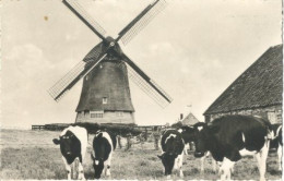 Purmerend, De Neckermolen    (molen Koeien Veeteelt Landbouw) - Purmerend