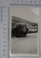 Photo Photographie : MERIBEL LES ALLUES Savoie : Paysan Et Son Chargement De Foin  C.1950' - Objetos