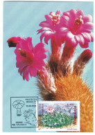 MAX 30 - 135 CACTUSSES, Romania - Maximum Card - 2006 - Cactussen