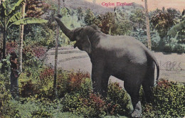 3834	145	Ceylon Elephant  - Éléphants