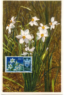 FLEUR + NARCISSES (Narcisse) = SAINT-MARIN 1953 = CARTE MAXIMUM + N° Yvert  374 - Andere & Zonder Classificatie