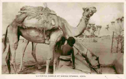 Yémen - Watering Camels At Sheikh Othman  - Aden - Animée - Enfants - Chameaux - CPA - Voir Scans Recto-Verso - Jemen