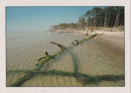 74776 - Darss - Darsser Weststrand - Ca. 1995 - Fischland/Darss