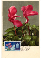 FLEUR + CYCLAMENS (Cyclamen) = SAINT-MARIN 1953 = CARTE MAXIMUM + N° Yvert  380 - Andere & Zonder Classificatie