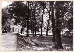 20787 / ⭐ ◉ Peu Commun 64-LASSEUBE En Béarn La Promenade 1950s - CIM COMBIER N°502 Basses Pyrenées Atlantiques - Lasseube