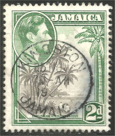 524 Jamaica Cocotiers Palmiers Palm Tree Coconut (JAM-95) - Alberi