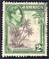 524 Jamaica Coco Palm Tree Cocotier (JAM-77) - Alberi