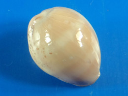 Cypraea Cinerea Trouvé Vivant Martinique (Le Prêcheur) 22,4mm N36 - Seashells & Snail-shells