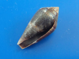 Conus Bruguieri Sénégal 21,8mm F+++/GEM N3 - Seashells & Snail-shells