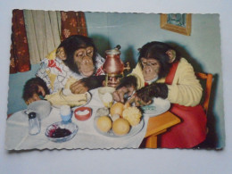 D201747   Chimpanzee Eating Breakfast (fruits And Eggs) A.Kiener Schwanden  Glarus  Switzerland - Singes