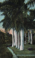 Hawaiian Islands - Royal Palms - Autres & Non Classés