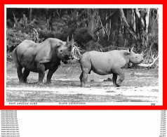 CPSM/pf ANIMAUX.  East African Game. Rhinocéros Noir, Femelle Et Son Petit, Glacé...H396 - Rhinocéros