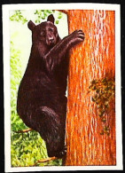 ►  Ours Noir Bear Amérique Du Nord  - Chromo-Image Cigarette Josetti Bilder Berlin Album 4 1920's - Otras Marcas