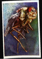► Tête De Moucheagrandie    - Chromo-Image Cigarette Josetti Bilder Berlin Album 4 1920's - Zigarettenmarken