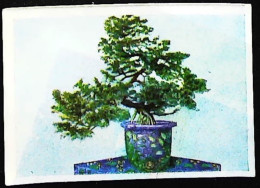 ► Japon BONSAI   - Chromo-Image Cigarette Josetti Bilder Berlin Album 4 1920's - Otras Marcas