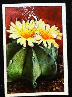► Série Cactus En Fleur    - Chromo-Image Cigarette Josetti Bilder Berlin Album 4 1920's - Sigarette (marche)