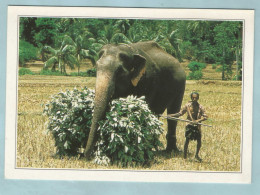 SRI LANKA  Akuressa ELEFANTE ELEPHANT - Elephants