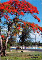 16-3-2024 (3 Y 16) Ile Mauice - Flamboyant / Flametrees - Bäume