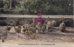 NICE(FERME D AUTRUCHE) - Artesanos