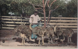 NICE(FERME D AUTRUCHE) - Old Professions