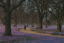 48058 - Husum - Krokusblüte Im Schlosspark - Ca. 2000 - Husum