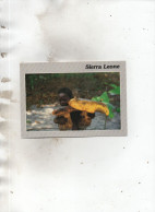 SIERRA LEONE - Ile Des Tortues - Champignons Géants - Sierra Leone