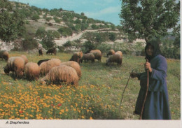 100182 - Zypern - Zypern (Sonstiges) - Schafherde - Ca. 1985 - Chipre