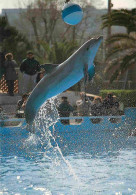 Animaux - Marineland Antibes - Dauphin - Saut Avec Ballon - Dolphins - Zoo Marin - CPM - Etat Trou De Punaise Visible -  - Delfines