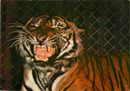 Animaux - Fauves - Tigre - Tiger - Museum National D'Histoire Naturelle - Parc Zoologique De Paris - Zoo - CPM - Carte N - Tigri