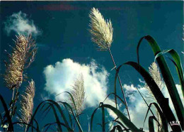 Antilles - Cannes à Sucre En Fleurs - CPM - Voir Scans Recto-Verso - Andere & Zonder Classificatie