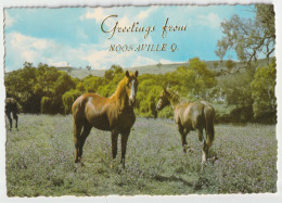 Australia QUEENSLAND QLD Grazing Horses Greetings From NOOSAVILLE Murray Views W572 Postcard C1970s - Other & Unclassified