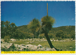 Australia QUEENSLAND QLD Australian Grasstree David Lee G36 ICP Postcard C1970s - Other & Unclassified