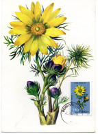 FLEUR + ADONIS VERNALIS  = POLOGNE 1962 = CARTE MAXIMUM + N° Yvert  1196 - Altri & Non Classificati