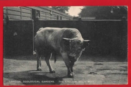 LONDON ZOO   THE ENGLISH WILD BULL  Pu 1922 - Tauri