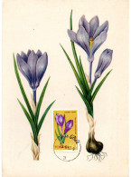 FLEUR + CROCUS = POLOGNE 1962 = CARTE MAXIMUM + N° Yvert  1185 - Altri & Non Classificati