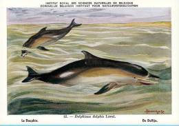 KBIN (ca 1935) - Zoogdieren België - 63 - (as New) Dolfijn, Dauphin, Dolphin, Delfin - Delfines