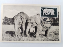 Tierpark Berlin-Friedrichfelde, Elefanten, Sondermarke, Sonderstempel, DDR, 1956 - Hohenschoenhausen