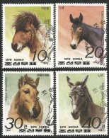 548 Korea Poney Mule Mulo Maultier Muilezel Cheval Horse Pferd Caballo Paard Poney (KON-157b) - Ferme
